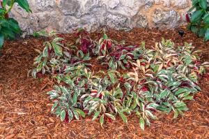 Jungle Fire